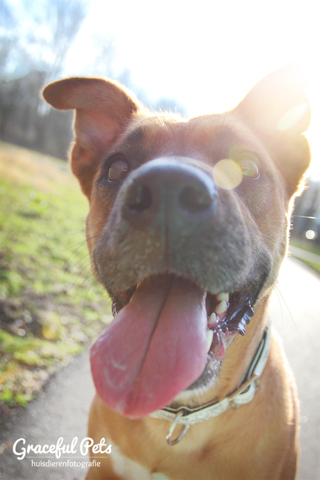 Happy dog!