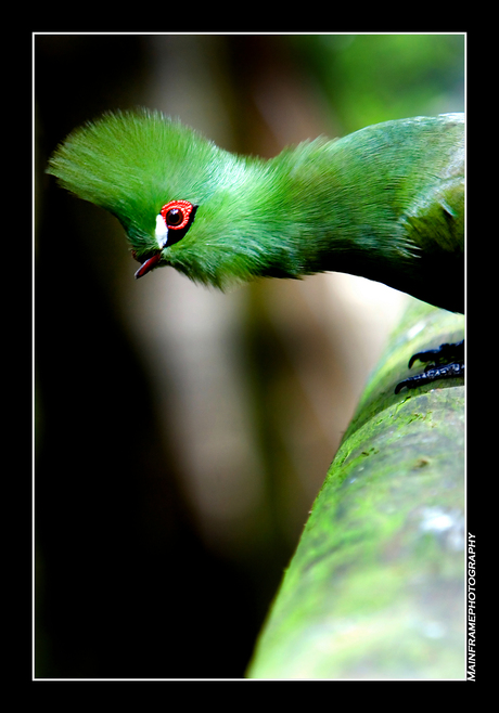 Streetlife bird