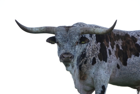 Texas Longhorn