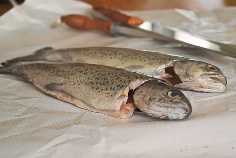 Forel