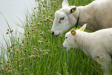 Schapen op de dijk