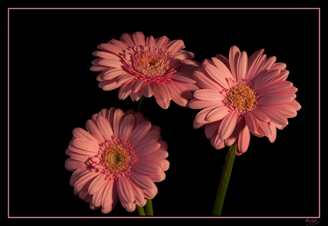 3 Gerbera's