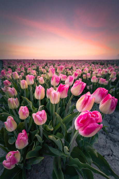 Tulpen uit Friesland