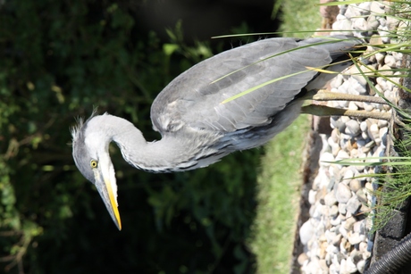 Reiger op jacht naar iets te eten