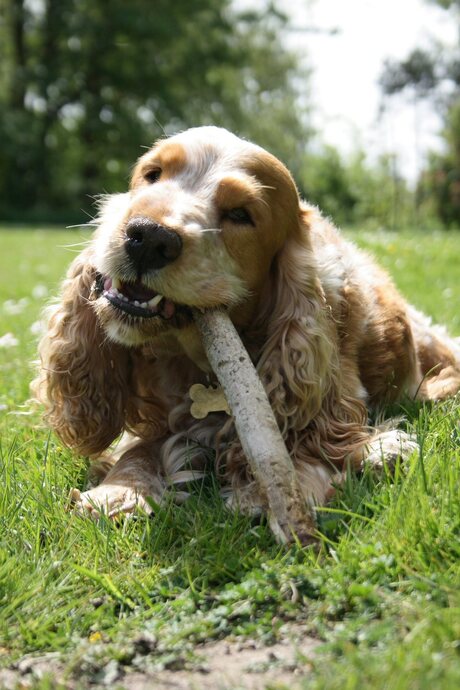 Hond in het bos