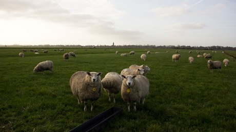 Schaapjes op het droge