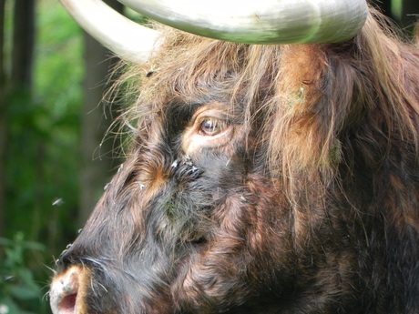 Buffel