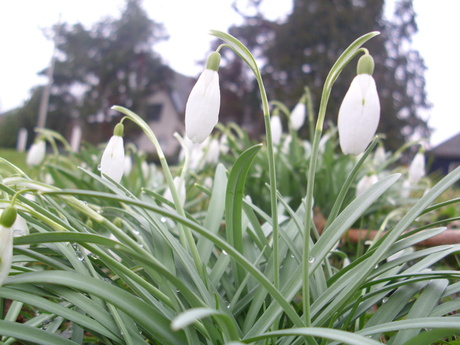 lente schoonheid