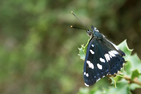 Blauwe vlinder in de zon