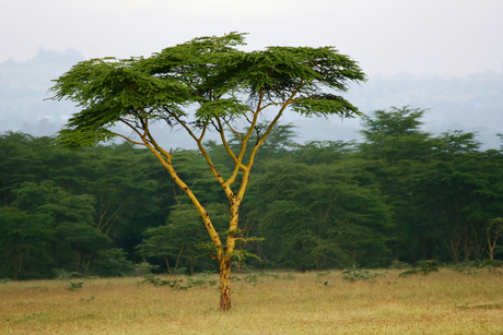 Gele Acacia...