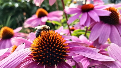 Bloemetje en bij-tje