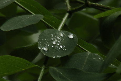 De druppels op een mooi blad