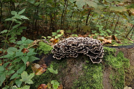 Bijzondere paddenstoel