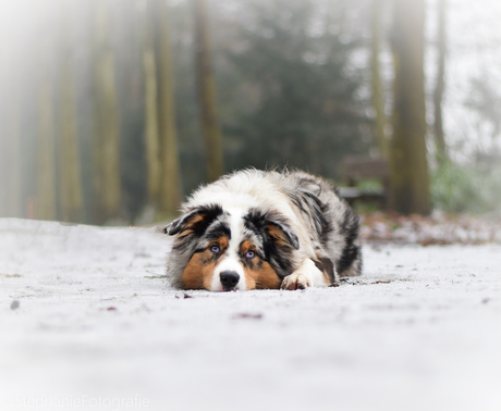 Dreaming in the snow