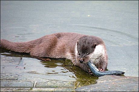 Otter 1