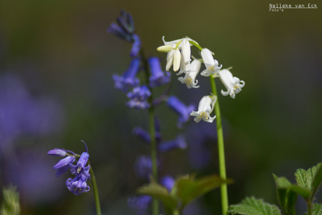 boshyacinthen in blauw en wit