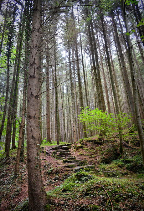 Forest path