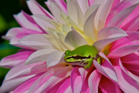 Dahlia frog.jpg