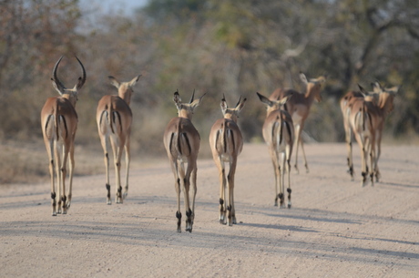 Run Antilope Run