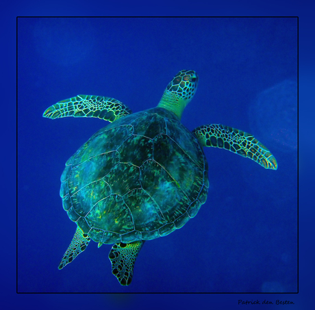 Het leven in de rode zee : Hawksbill sea turtle