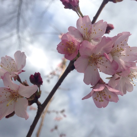 Prunus in bloei