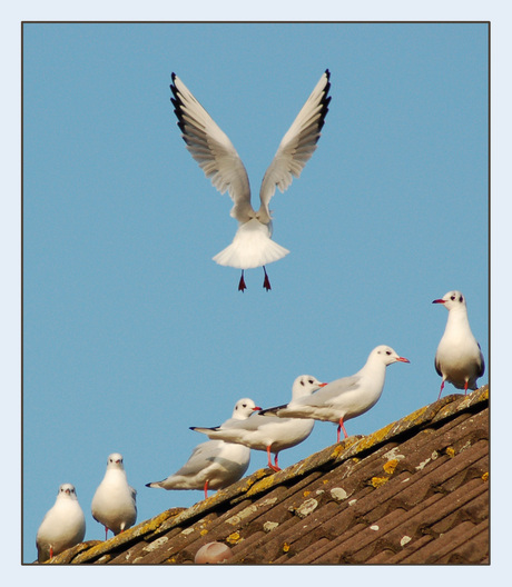 Meeuwen op het dak