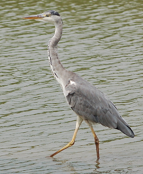 De Blauwe Reiger