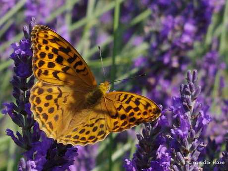 Argynnis Paphia