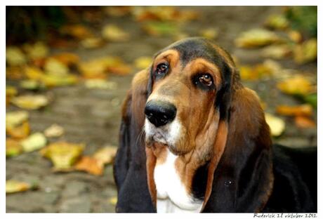 Bassethound "Roderick" in najaarsstemming