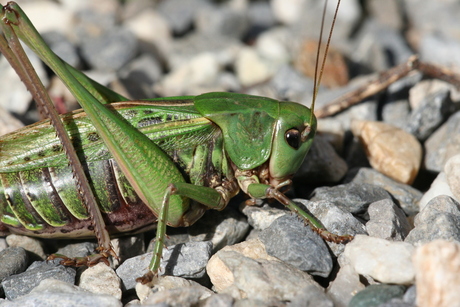 Sprinkhaan op het pad