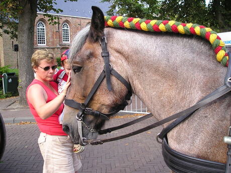 hoofd Zeeuws trekpaard