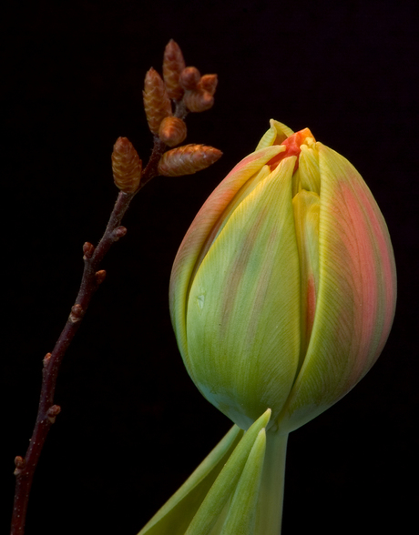 Tulp 2