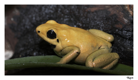 Phyllobates Teribillis