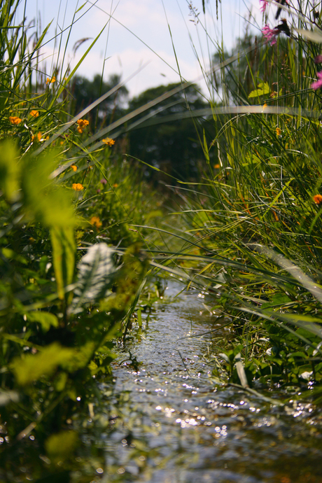 Beekloopje in detail