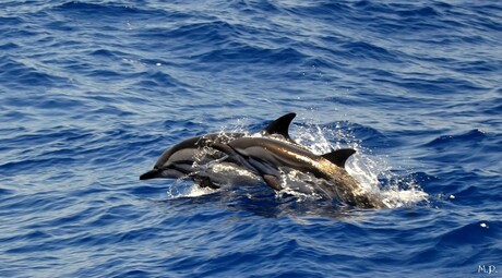 Dolfijnen Gran Canaria