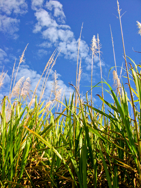 sugarcane australie