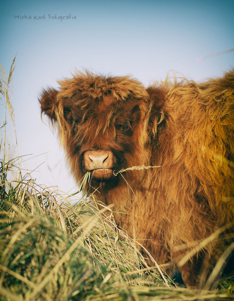 schotse hooglander