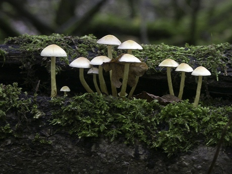 Groepje paddestoelen02