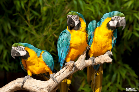 Blue Yellow Macaw's