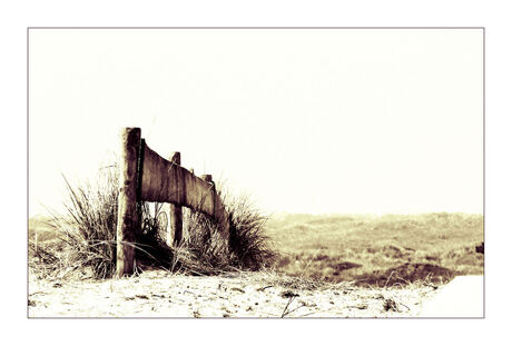 hekje in de duinen