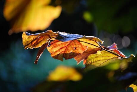 bijna herfst