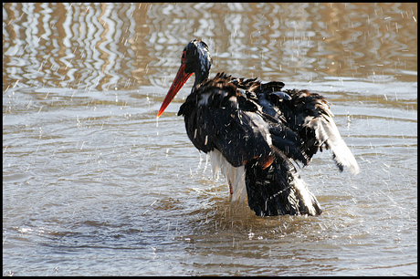 Zwarte ooievaar