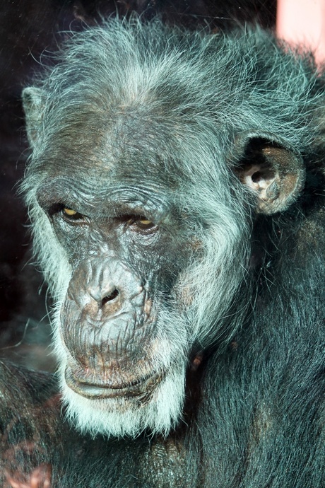 Chimpansee dierenpark Amersfoort