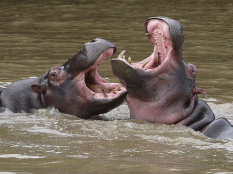 Spelende nijlpaarden