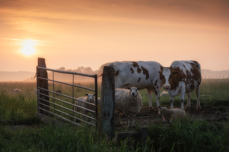 Sunrise Gathering