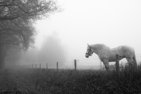 misty horse