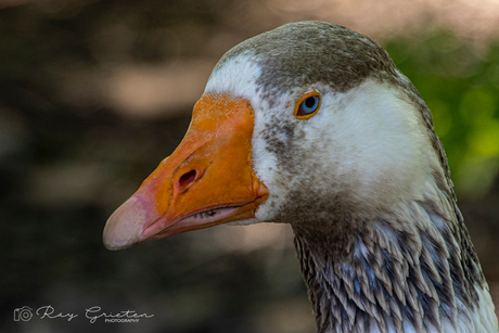 Blik van de gans