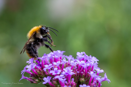 Flight of the Bumblebee