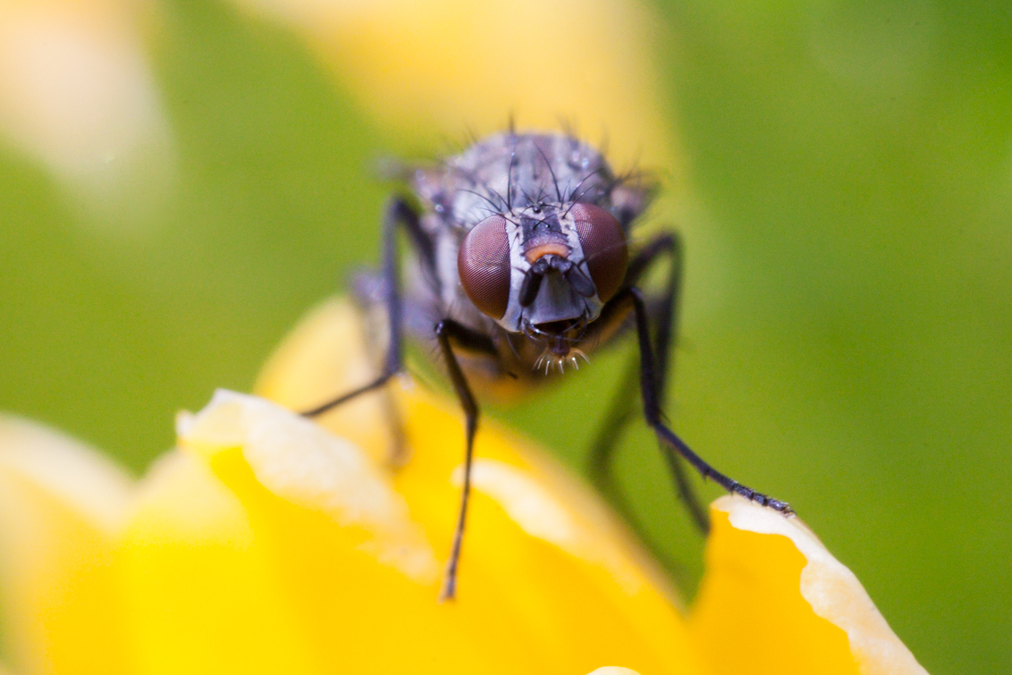 Vlieg op bloem (2:1 macro-objectief) - LAOWA 60mm f/2.8 Ultra-Macro Lens getest.
[urlx=http://www.venuslens.nl]website van venuslens[/urlx] - foto door hansklphoto op 18-04-2017 - deze foto bevat: macro, vlieg