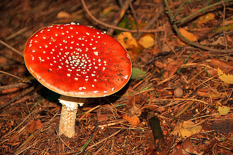 Rood met witte stippen deel 2